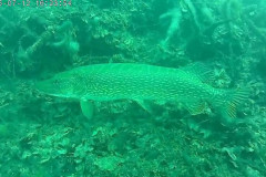 VID-20250712-WA0070-frame-at-0m23s